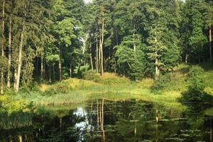 bosque y su reflejo en el paisaje del agua del lago foto