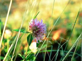 Sensual red clover in green summer grass side view photo