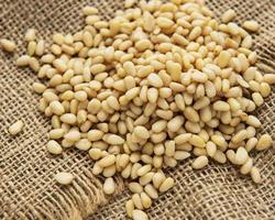 Pine nuts on a table photo