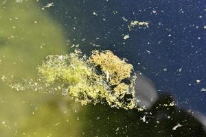 Bog surface with green algae in summer photo