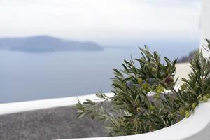 Olive green fruits hanging on the tree. photo