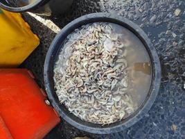 camarones en un cubo negro vendido en el mercado tradicional foto