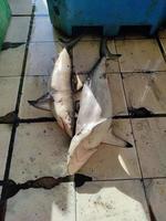 two sharks on a tiled floor sold in a traditional market photo