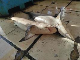 dos tiburones en un suelo de baldosas vendidos en un mercado tradicional foto