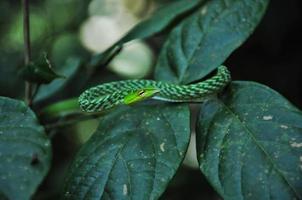 Beauty of western Ghats photo