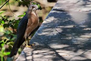 Birds in their Habitat photo