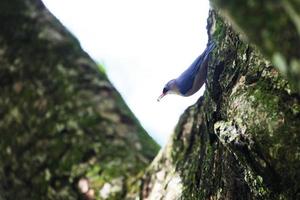 Birds in their Habitat photo