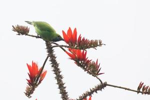 pájaros en su hábitat foto