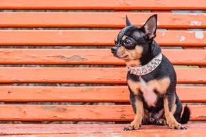 animal, mascota. mini perro chihuahua en un collar blanco con púas en un banco naranja. foto