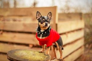 Black dog Chihuahua breed in a red sweater outdoors. Chihuahua tricolor. Animal, pet. photo