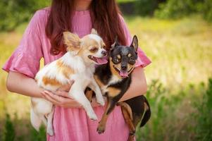 dos perros chihuahua en los brazos de una chica con un vestido rosa sobre un fondo de vegetación.