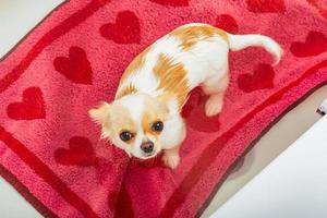 Chihuahua dog bathes in bathroom. A clean dog is standing in the water in the bathroom on a towel. photo