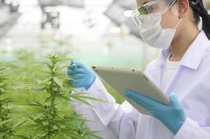 Concept of cannabis plantation for medical, close up of scientist using tablet to collect data on cannabis sativa indoor farm photo