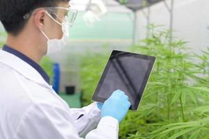 Concept of cannabis plantation for medical, a scientist using tablet to collect data on cannabis sativa indoor farm photo