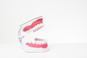 modelo de dientes artificiales sobre fondo blanco de demostración de cuidado dental