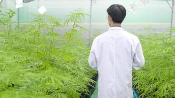 concepto de plantación de cannabis para médicos, un científico que usa una tableta para recopilar datos sobre la granja interior de cannabis sativa foto