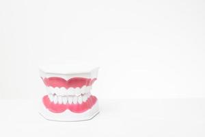 Artificial Model Teeth on white background of dental care demonstration photo