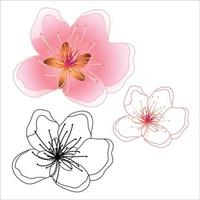 Peach Cherry Blossom and Outline isolated on White Background. vector