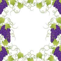 Purple Grape Frame Vine on White Background vector