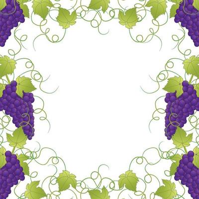 Purple Grape Frame Vine on White Background