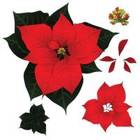 Red Poinsettia isolated on White Background. Vector Illustration