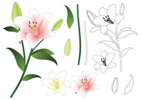Pink and White Lily Outline