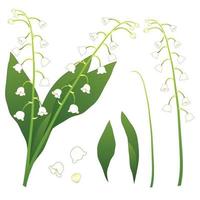 White Lily of the Valley. isolated on White Background. Vector Illustration