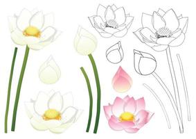 Indian lotus Outline vector