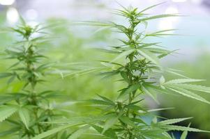 planta de cannabis sativa que crece en una granja de cáñamo, concepto médico y biológico foto