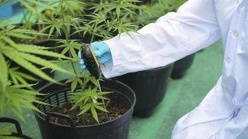 a scientist using soil meter to collect and analyze data on Hemp Cannabis sativa in a pot.