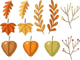 Set of different autumn leaves on white background vector