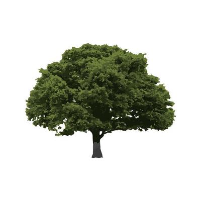 Old oak tree isolated on white background, vector illustration