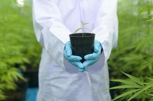a scientist is holding cannabis seedlings in legalized farm.