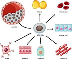 Types of stem cells on white background vector