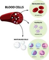 Type of human blood cells on white background vector