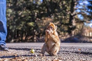 Young brown monkey eating fruit beside road at park in sunny weather photo