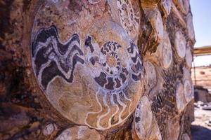 Extinct ammonites nautilus fossil of specimen embedded in stone wall photo