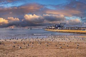Seagulls resting on sand at beach in sunny day against dramatic sky photo