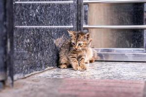 lindo pequeño gato callejero sin hogar mirando curiosamente en la calle al aire libre foto