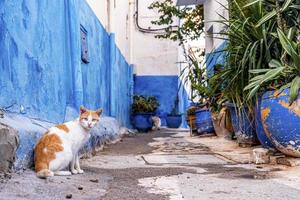 Curious cat sitting on narrow residential alley lined with potted plants photo