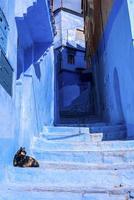 Narrow alley of blue town with cat on staircase leading to residential structures on both side