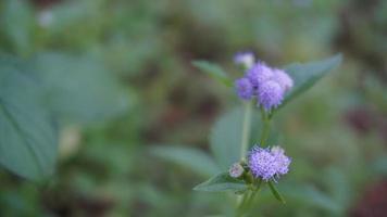 Macro photography of a group of violet flowers photo