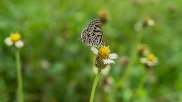 mariposa en una flor foto