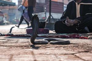 serpiente cobra en el pavimento con domador de serpientes en segundo plano. foto