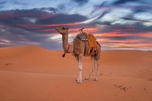 Dromedary camel standing on dunes in desert against cloudy sky during dusk