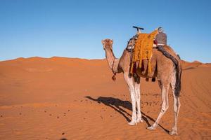 Dromedary camel standing on sand dunes in desert on sunny summer day