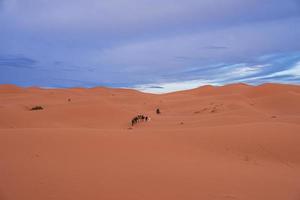 Bedouin leads caravan of camels with tourists through the sand in desert photo