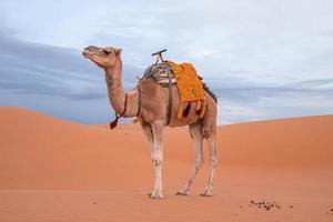 Dromedary camel standing on sand in desert against cloudy sky photo