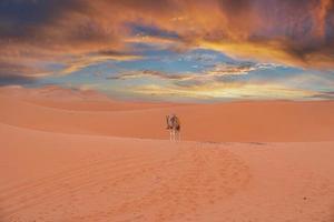 camello de caravana parado en dunas en el desierto contra el cielo nublado durante la puesta de sol foto