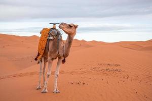 Dromedary camel standing on dunes in desert against cloudy sky during dusk photo